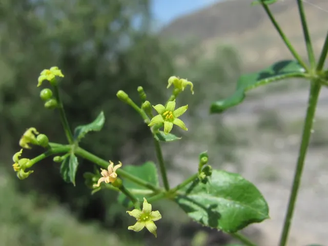 Rubia tinctorum — floraison
