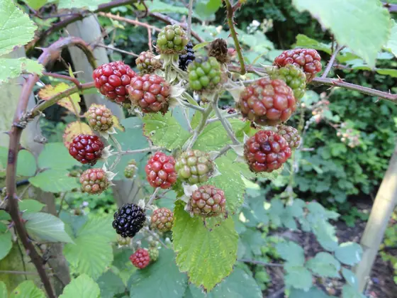 Rubus bifrons — fruits