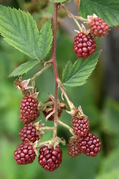 Rubus canadensis — photographie botanique