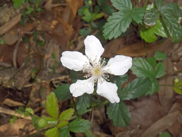 Rubus cuneifolius — floraison