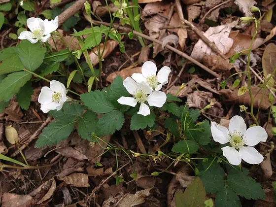 Rubus flagellaris — floraison