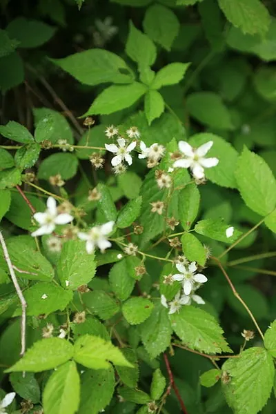 Rubus hispidus — port de la plante