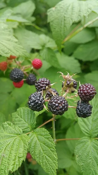 Rubus occidentalis — photographie botanique