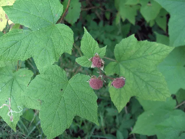 Rubus odoratus — photographie botanique