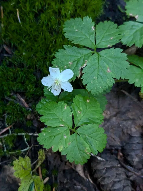 Rubus pedatus — floraison