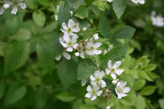 Rubus pensilvanicus — floraison