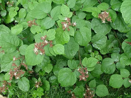 Rubus phoenicolasius — floraison