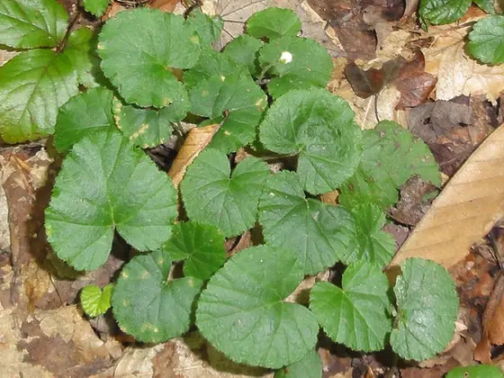 Rubus repens — photographie botanique