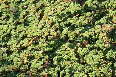 Rubus rolfei — port de la plante