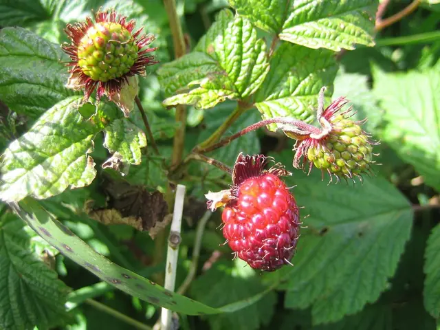 Rubus spectabilis — fruits