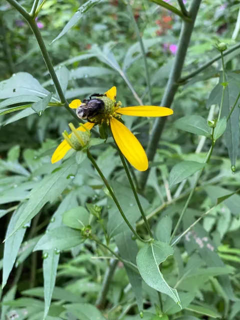 Rudbeckia laciniata — floraison