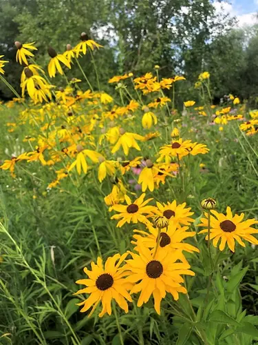 Rudbeckia subtomentosa — floraison