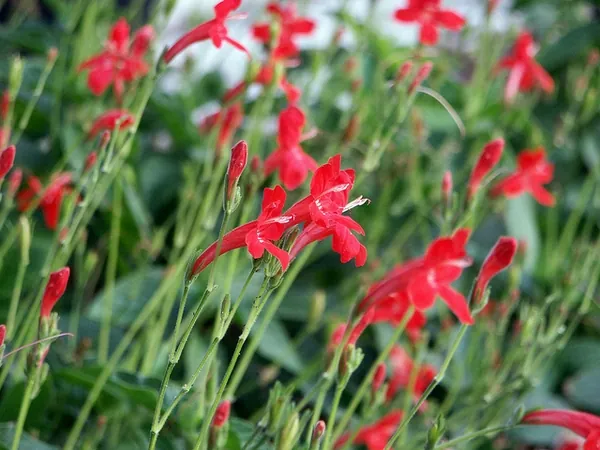 Ruellia elegans — photographie botanique