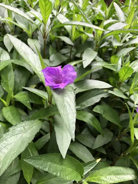 Ruellia simplex — floraison