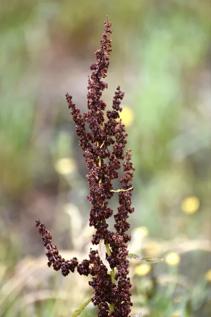 Rumex crispus — floraison