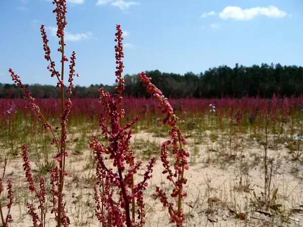 Rumex hastatulus — photographie botanique