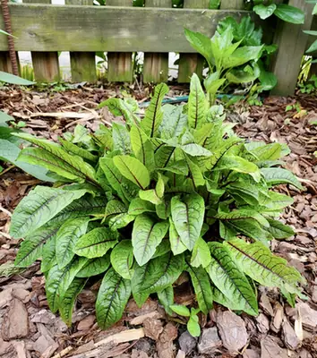 Rumex sanguineus — feuillage