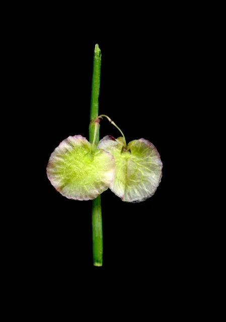 Rumex scutatus — photographie botanique