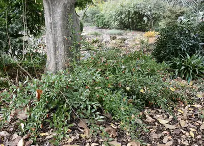 Ruscus aculeatus — port de la plante