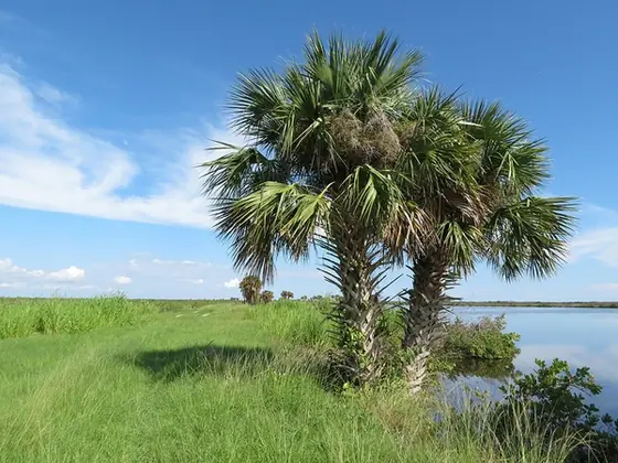 Sabal palmetto — port de la plante