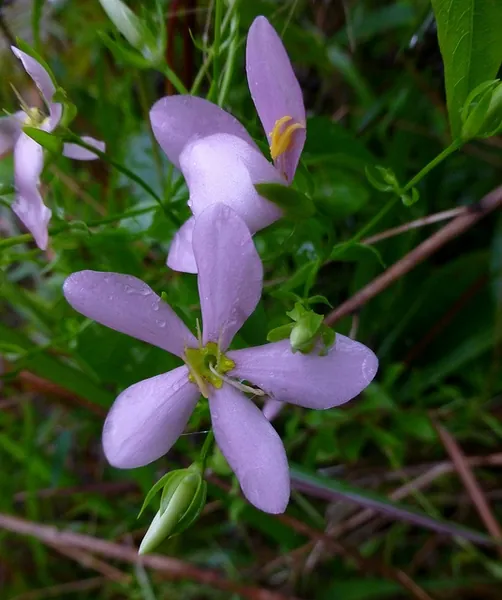 Sabatia angularis — photographie botanique