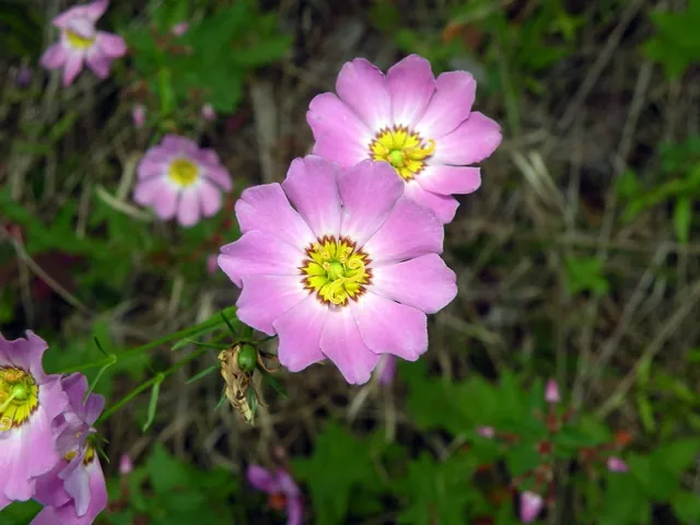 Sabatia kennedyana — floraison