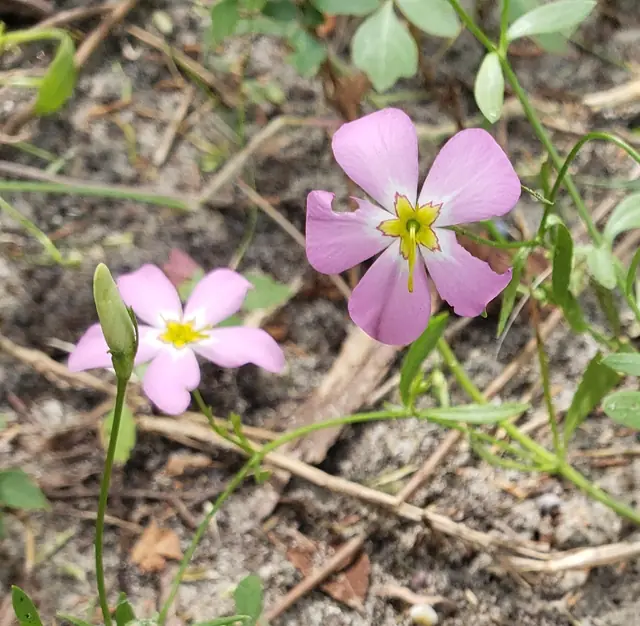 Sabatia stellaris — floraison