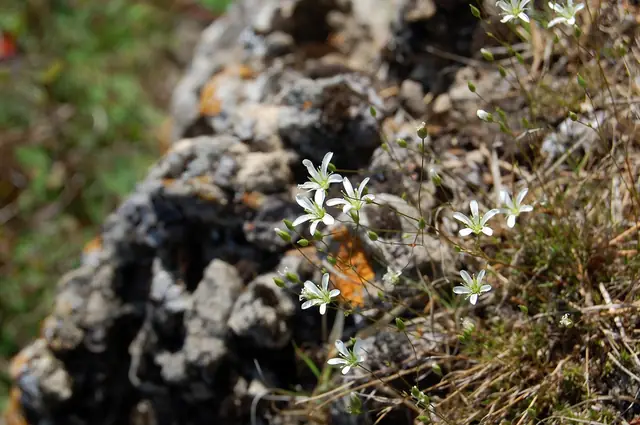 Sabulina michauxii — floraison