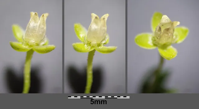 Sagina procumbens — floraison