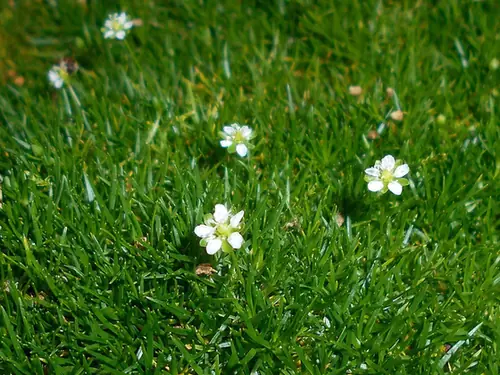 Sagina subulata — floraison