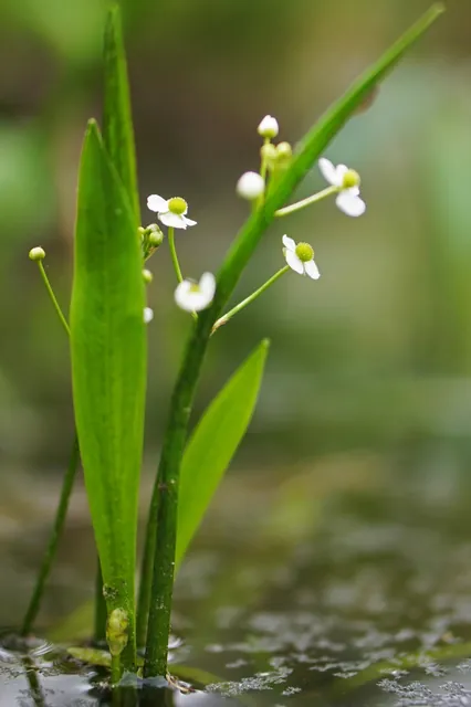 Sagittaria fasciculata — photographie botanique