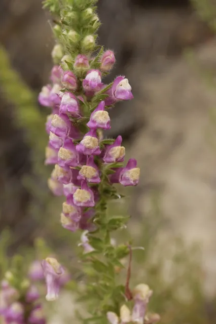 Sairocarpus multiflorus — floraison