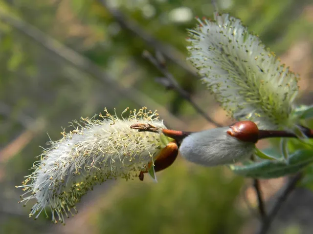 Salix caprea — floraison