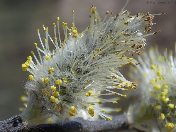 Salix discolor — photographie botanique