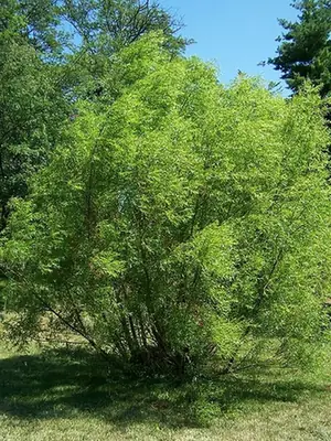 Salix nigra — port de la plante
