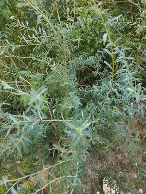 Salix purpurea — port de la plante