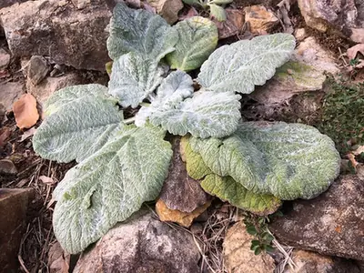 Salvia argentea — photographie botanique