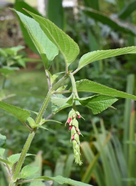 Salvia elegans — floraison