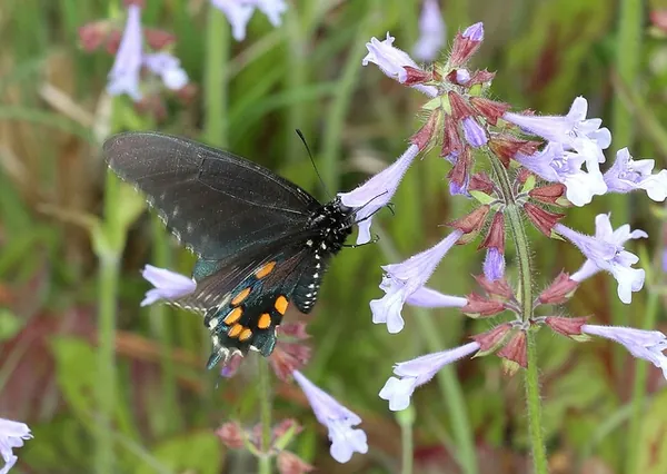 Salvia lyrata — floraison