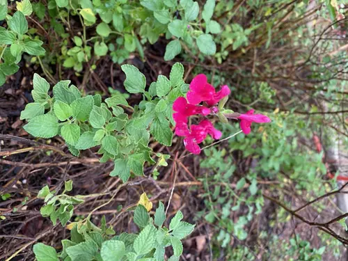 Salvia microphylla — photographie botanique