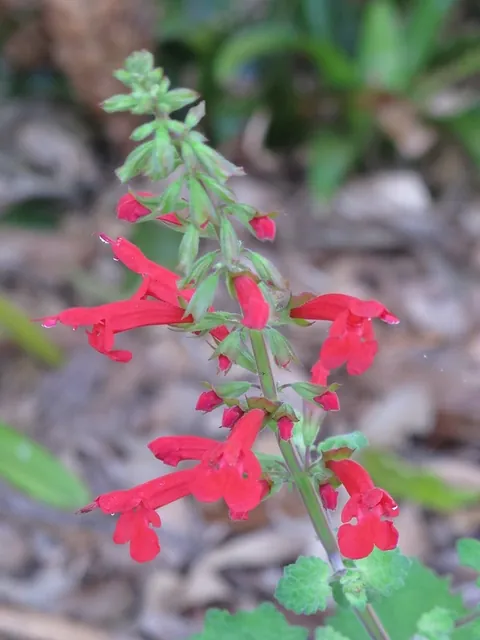 Salvia roemeriana — floraison