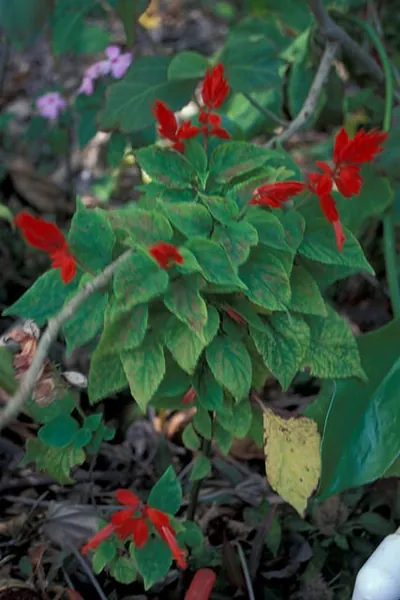Salvia splendens — photographie botanique