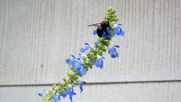 Salvia uliginosa — photographie botanique