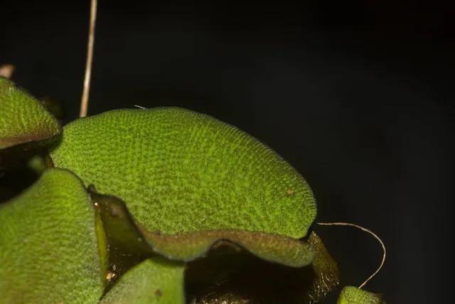 Salvinia molesta — photographie botanique