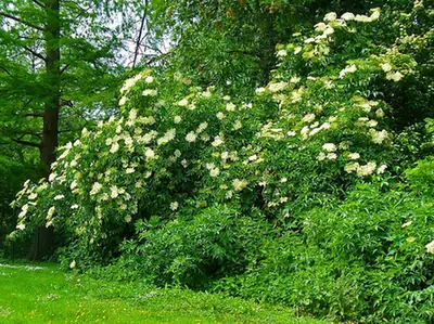 Sambucus nigra — floraison