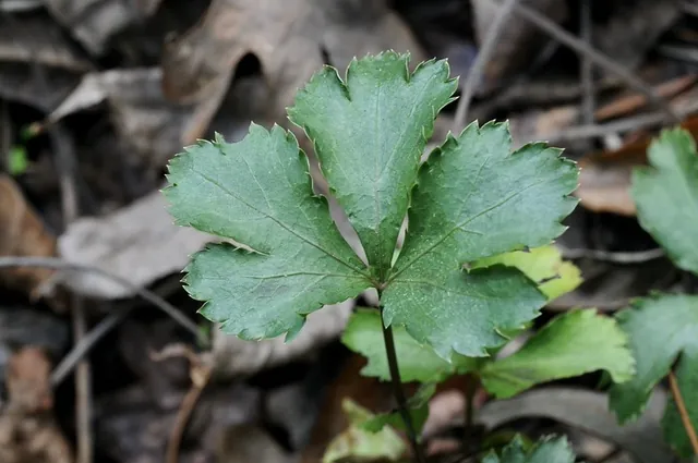 Sanicula canadensis — photographie botanique