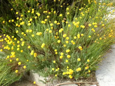 Santolina rosmarinifolia — port de la plante