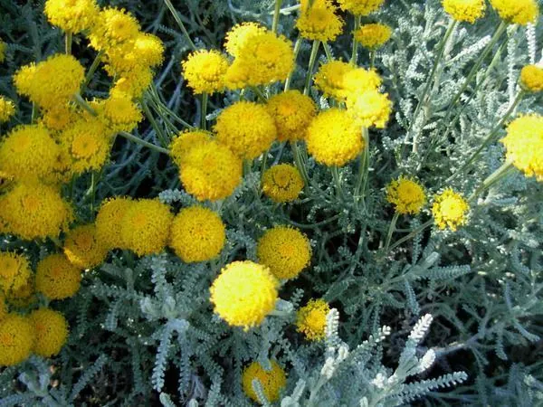 Santoline — Santolina chamaecyparissus