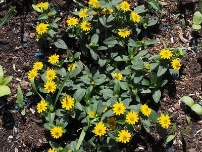 Sanvitalia procumbens — port de la plante
