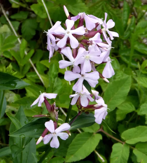 Saponaria officinalis — floraison
